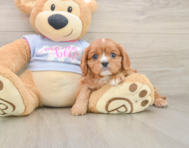 5 week old Cavalier King Charles Spaniel Puppy For Sale - Simply Southern Pups