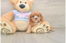 Hypoallergenic Cavalier King Charles Spaniel Purebred Pup