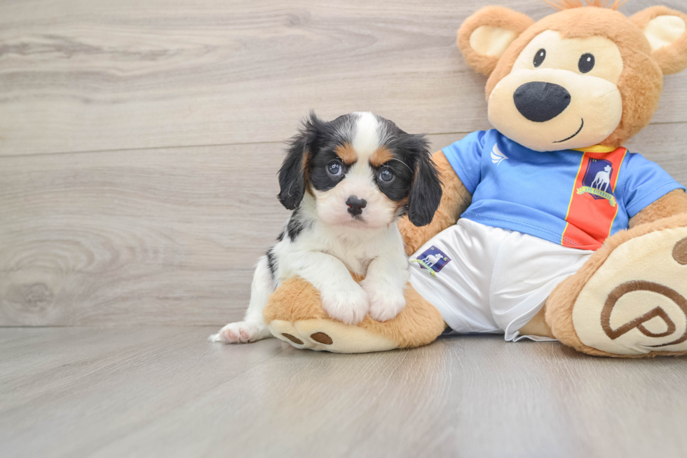 Popular Cavalier King Charles Spaniel Baby