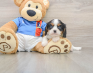 6 week old Cavalier King Charles Spaniel Puppy For Sale - Simply Southern Pups
