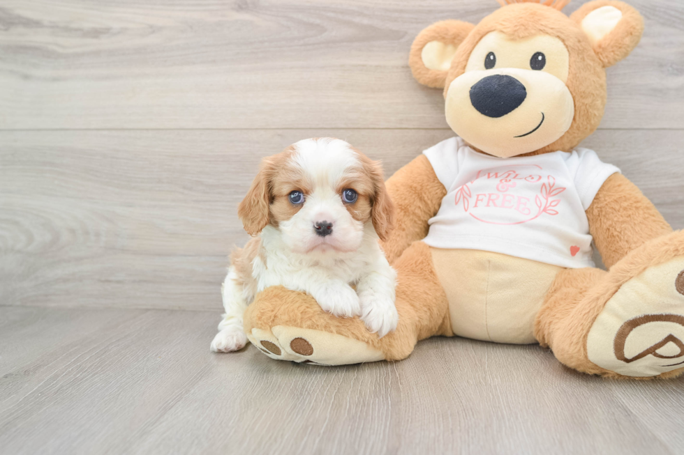 Little Cavalier King Charles Spaniel Purebred Pup