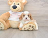 5 week old Cavalier Puppy For Sale - Simply Southern Pups