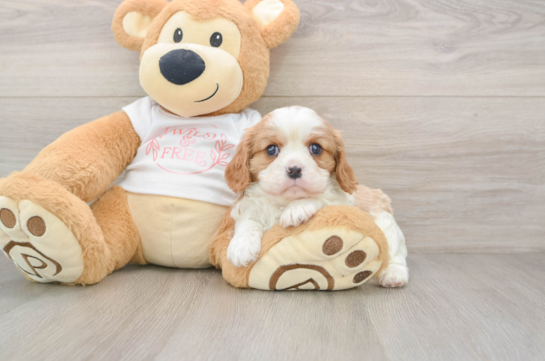 Funny Cavalier King Charles Spaniel Purebred Pup