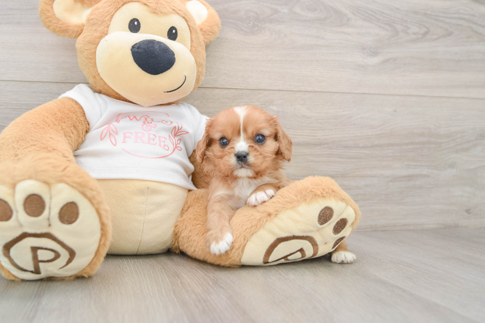 Cavalier King Charles Spaniel Puppy for Adoption