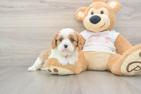 Best Cavalier King Charles Spaniel Baby