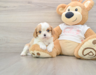 5 week old Cavalier Puppy For Sale - Simply Southern Pups