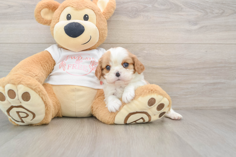 Sweet Cavalier Purebred Puppy