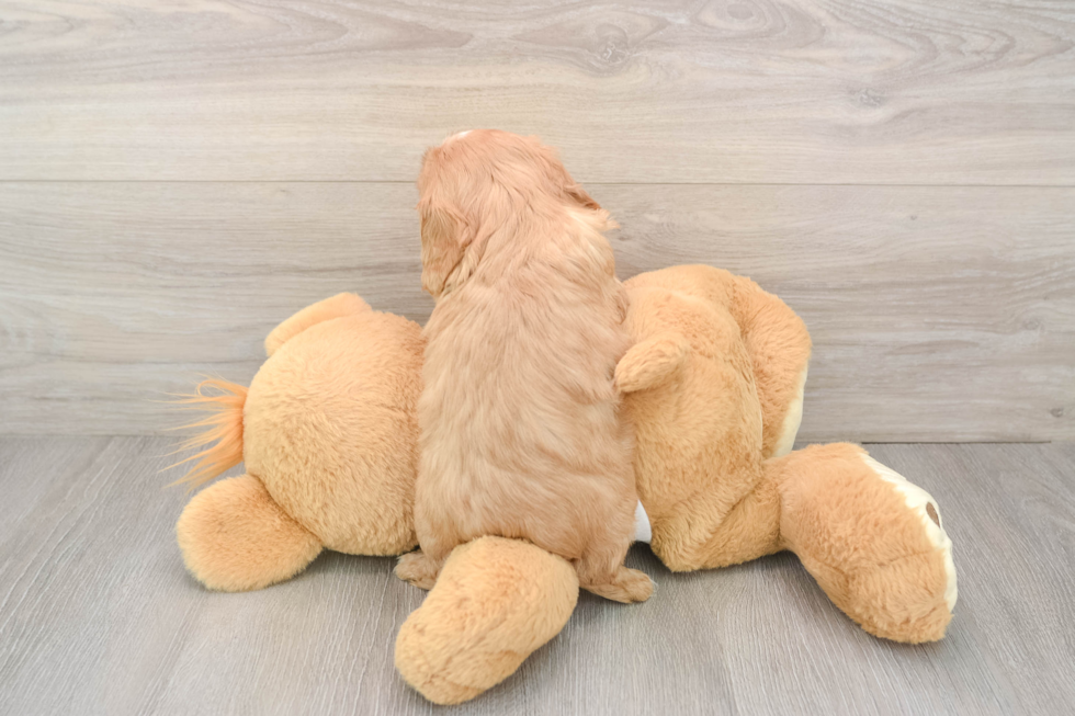 Cavalier King Charles Spaniel Pup Being Cute