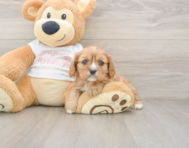 6 week old Cavalier King Charles Spaniel Puppy For Sale - Simply Southern Pups