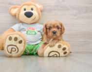 6 week old Cavalier King Charles Spaniel Puppy For Sale - Simply Southern Pups