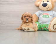 6 week old Cavalier King Charles Spaniel Puppy For Sale - Simply Southern Pups