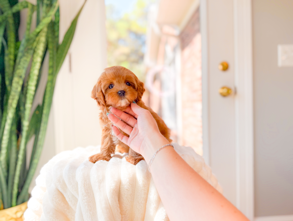 Cute Cavalier King Charles Spaniel and Poodle Mix Poodle Mix Puppy