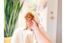 Cavapoo Puppy for Adoption