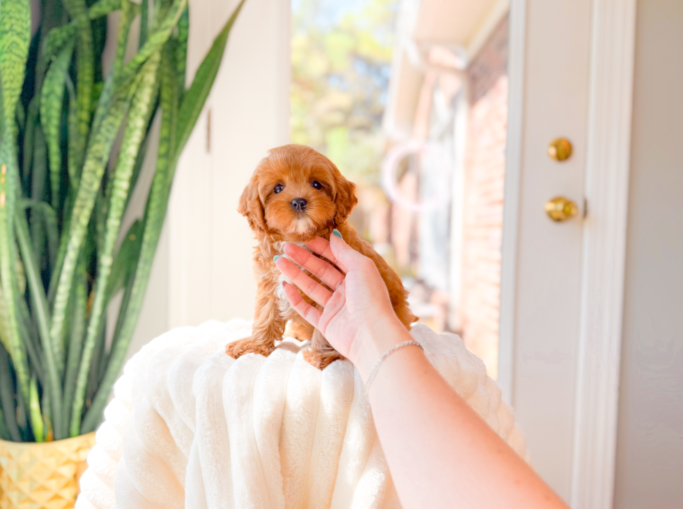Cavapoo Puppy for Adoption