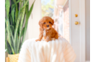 Cavapoo Pup Being Cute