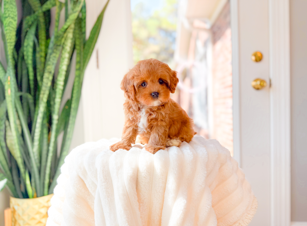 Cavapoo Pup Being Cute