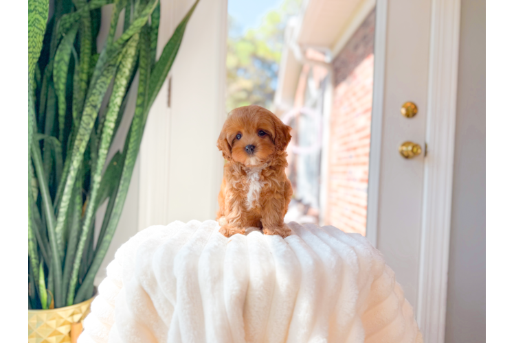 Best Cavapoo Baby