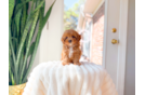 Best Cavapoo Baby