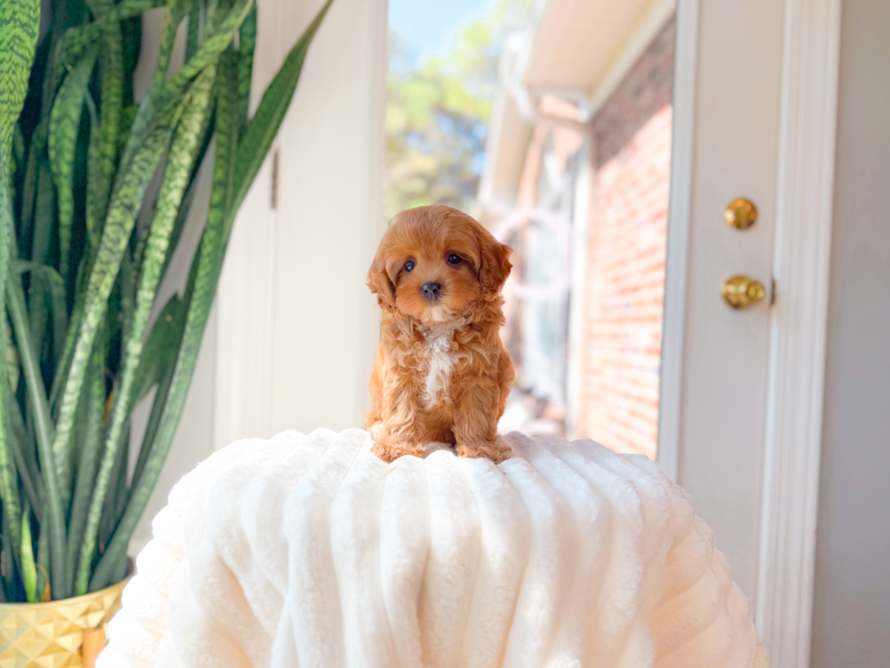 Best Cavapoo Baby