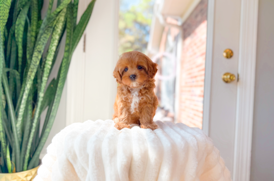 Best Cavapoo Baby