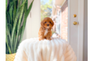 Cute Cavadoodle Poodle Mix Puppy