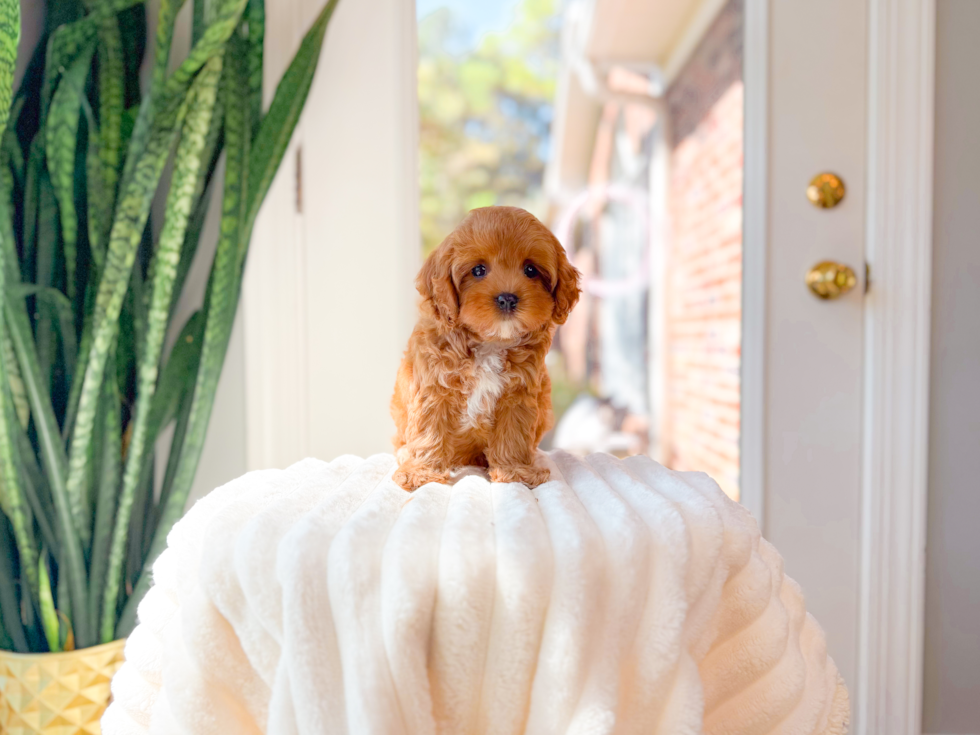 Cute Cavadoodle Poodle Mix Puppy