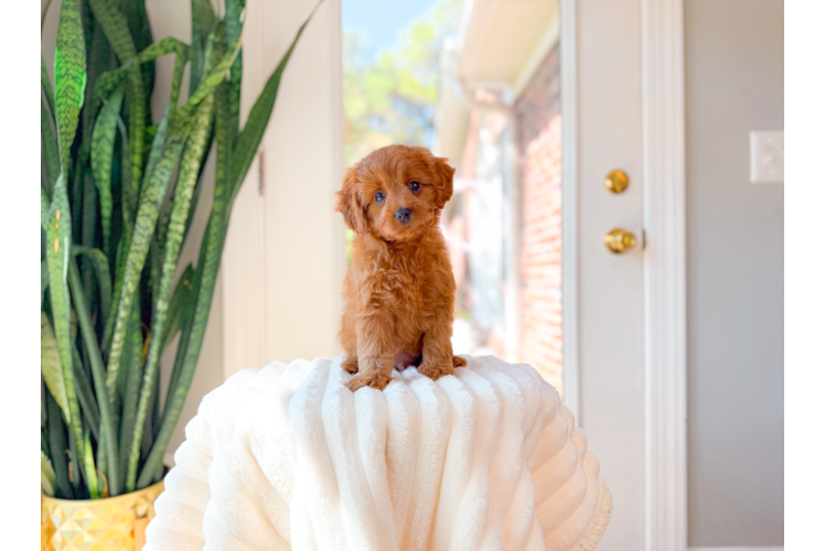 Cavapoo Puppy for Adoption