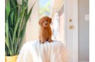 Cavapoo Puppy for Adoption