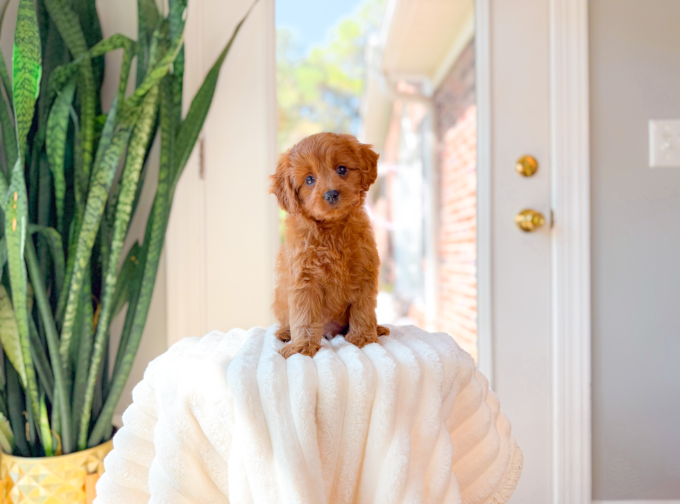 Cavapoo Puppy for Adoption