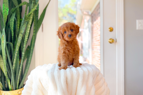 Cavapoo Puppy for Adoption