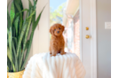 Best Cavapoo Baby