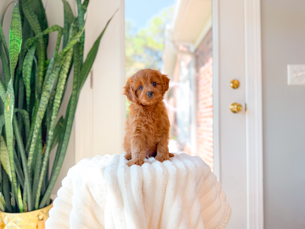 Best Cavapoo Baby