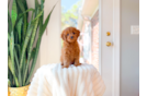 Cute Cavapoo Baby