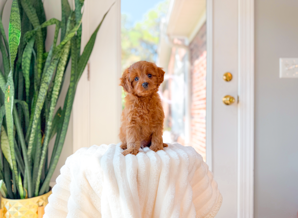 Cute Cavapoo Baby