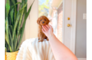 Best Cavapoo Baby