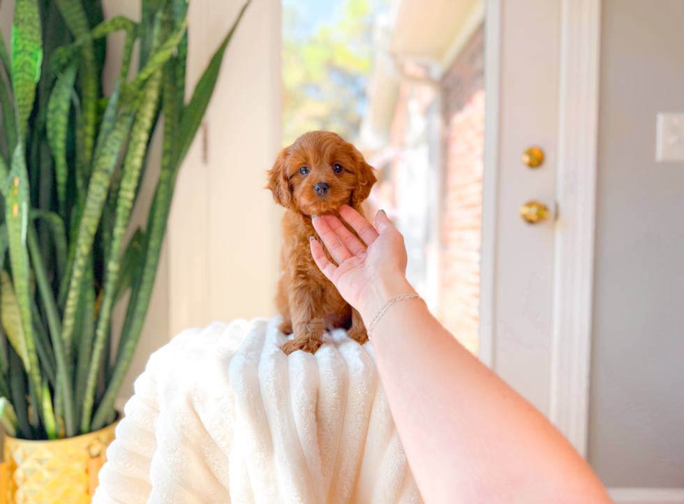 Best Cavapoo Baby