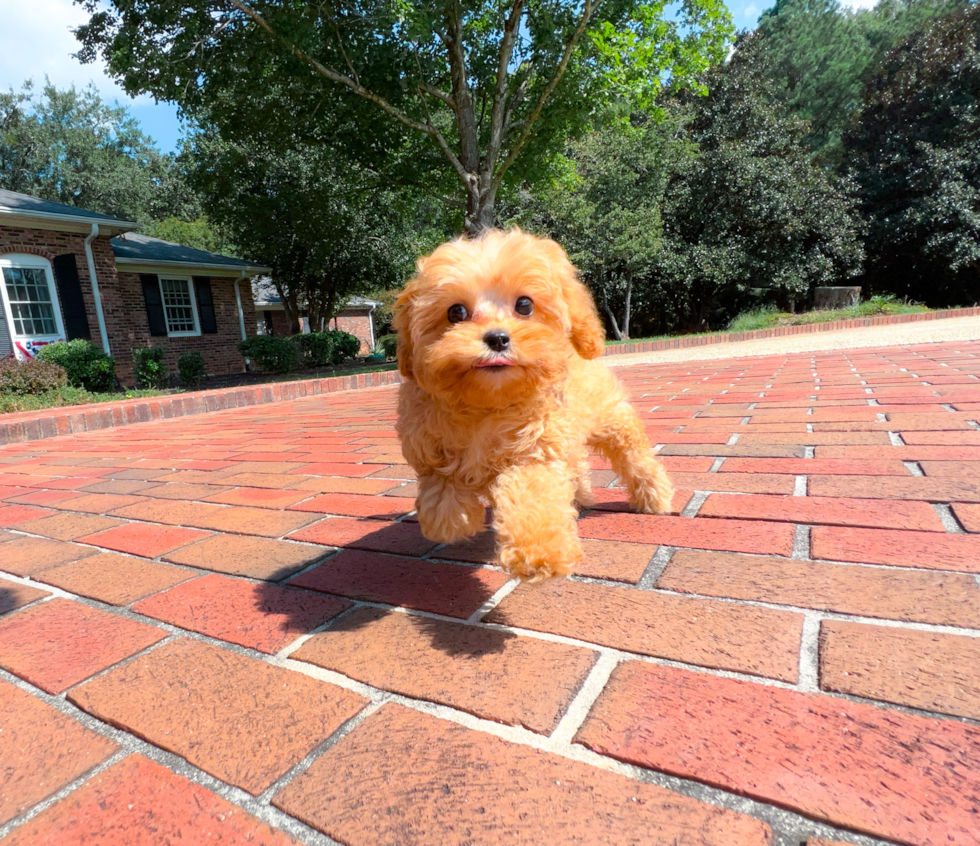 Cute Cavoodle Poodle Mix Puppy