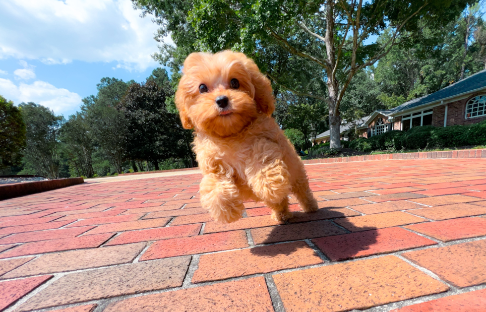 Cavapoo Pup Being Cute