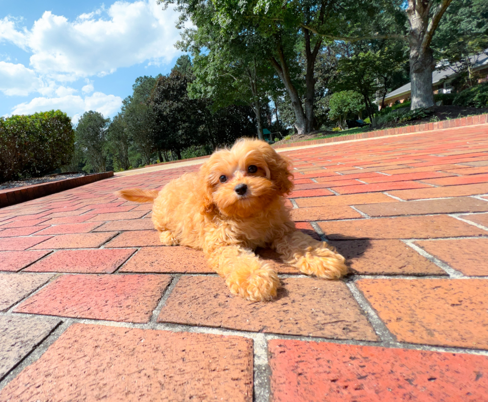 Cavapoo Puppy for Adoption