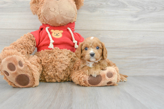 Cavapoo Puppy for Adoption