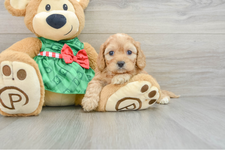 Cavapoo Pup Being Cute