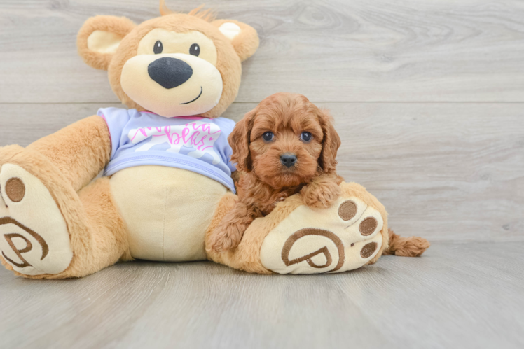 Funny Cavapoo Poodle Mix Pup