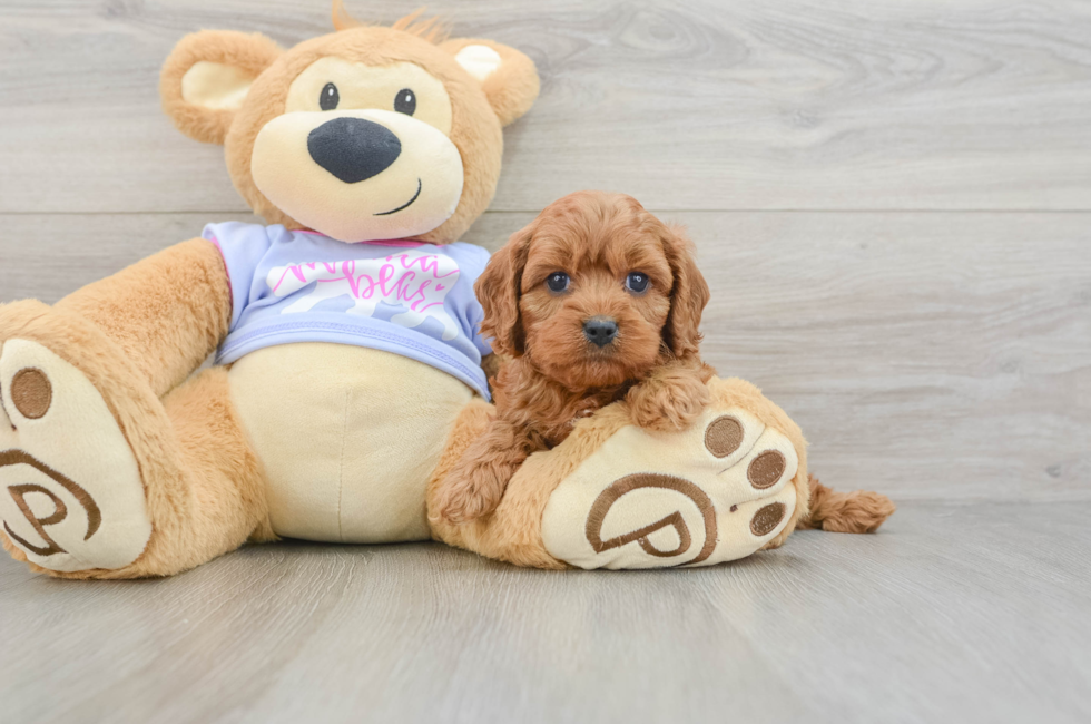6 week old Cavapoo Puppy For Sale - Simply Southern Pups