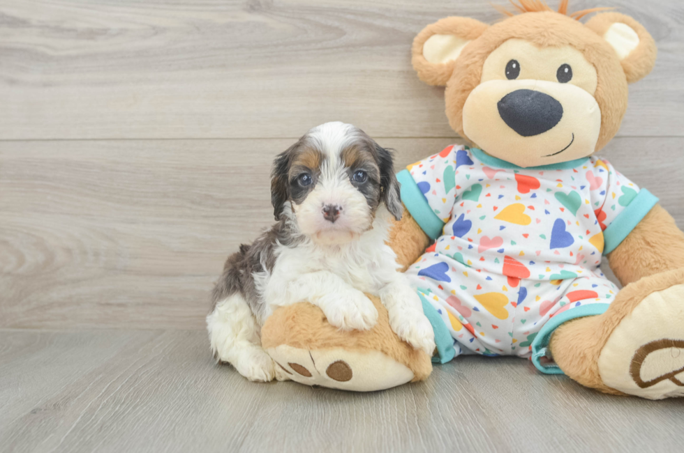 5 week old Cavapoo Puppy For Sale - Simply Southern Pups