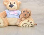 8 week old Cavapoo Puppy For Sale - Simply Southern Pups
