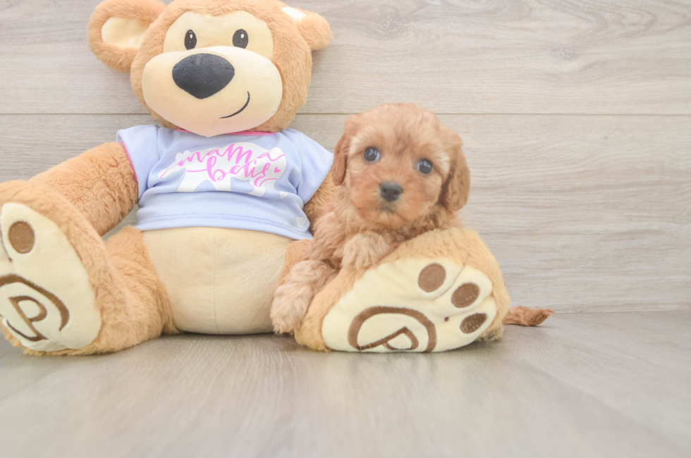 5 week old Cavapoo Puppy For Sale - Simply Southern Pups