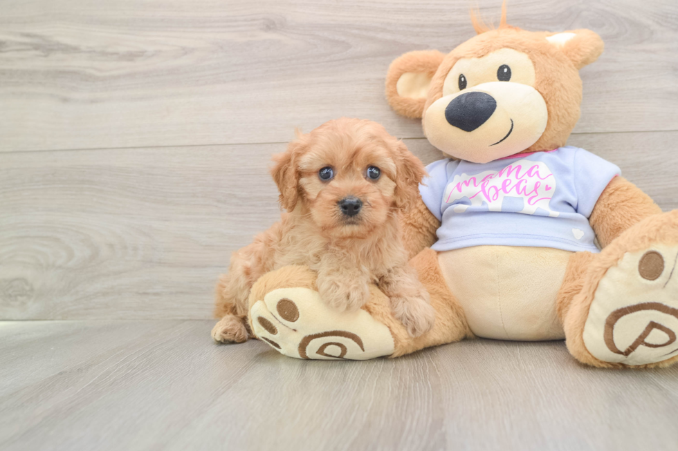 Cavapoo Puppy for Adoption