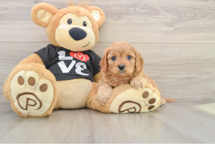 Cute Cavapoo Baby