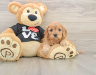 8 week old Cavapoo Puppy For Sale - Simply Southern Pups