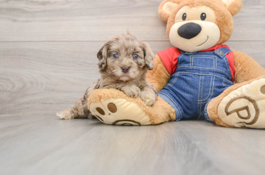 Cavapoo Puppy for Adoption